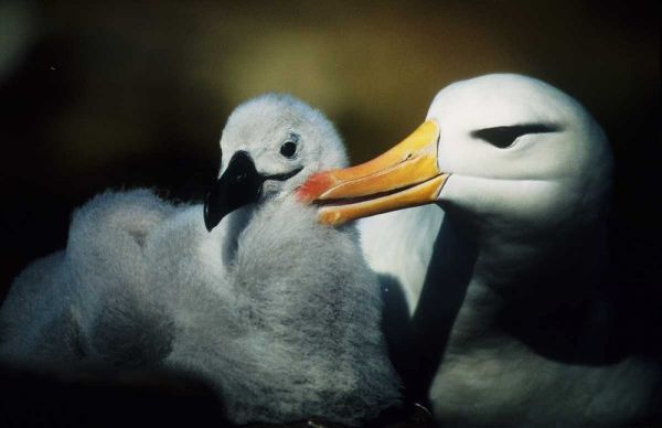 Falkland Islands Albatross parent grooming chick